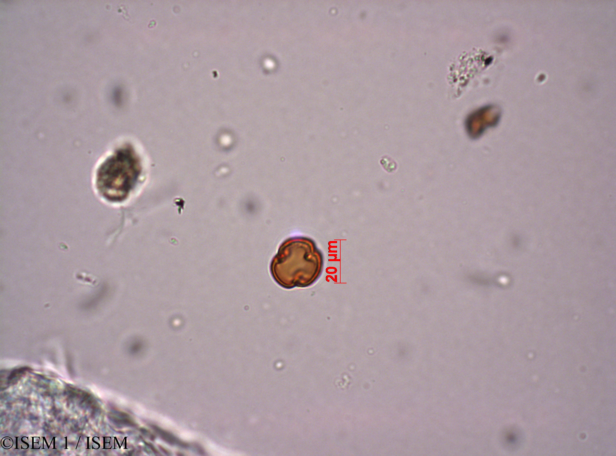 ISEM 1/Anagallis_crassifolia_29210/Anagallis_crassifolia_29210_0004(copy).jpg